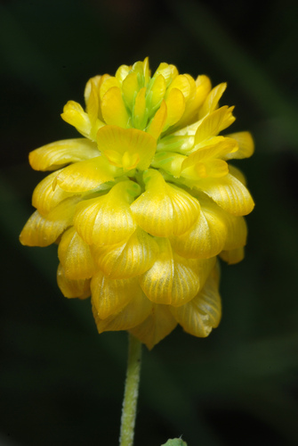 Trifolium aureum — flower photograph