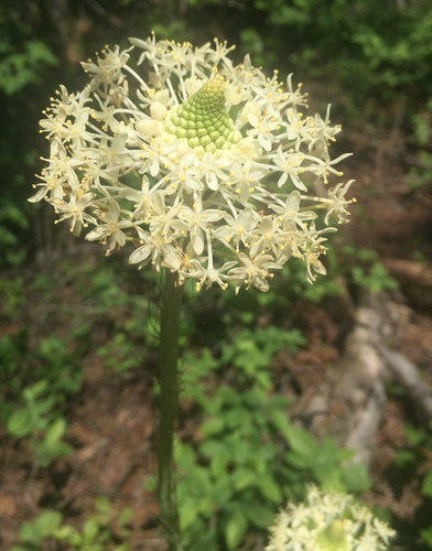 Xerophyllum asphodeloides — flower photograph