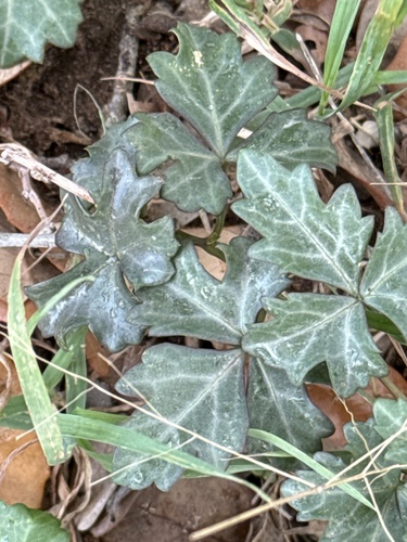 Cissus trifoliata — foliage photograph