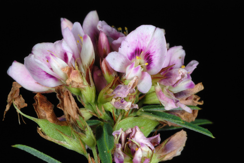 Lespedeza virginica — flower photograph