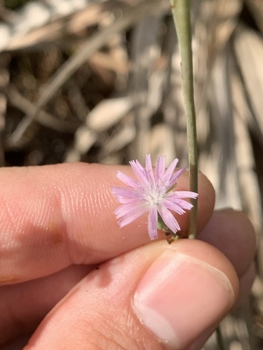 Lactuca graminifolia — bloom photograph