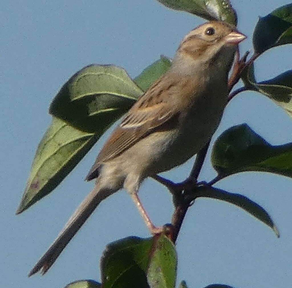 Female Clay-colored Sparrow, whole bird