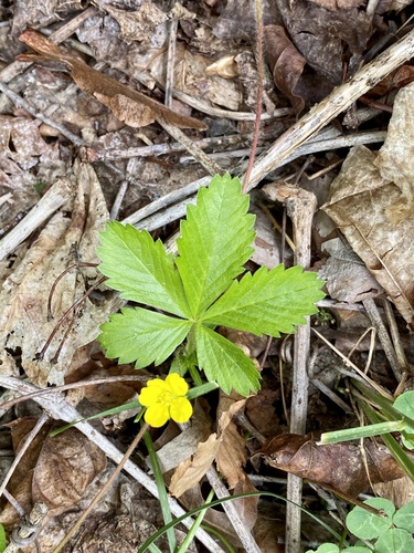 Potentilla simplex — flower photograph
