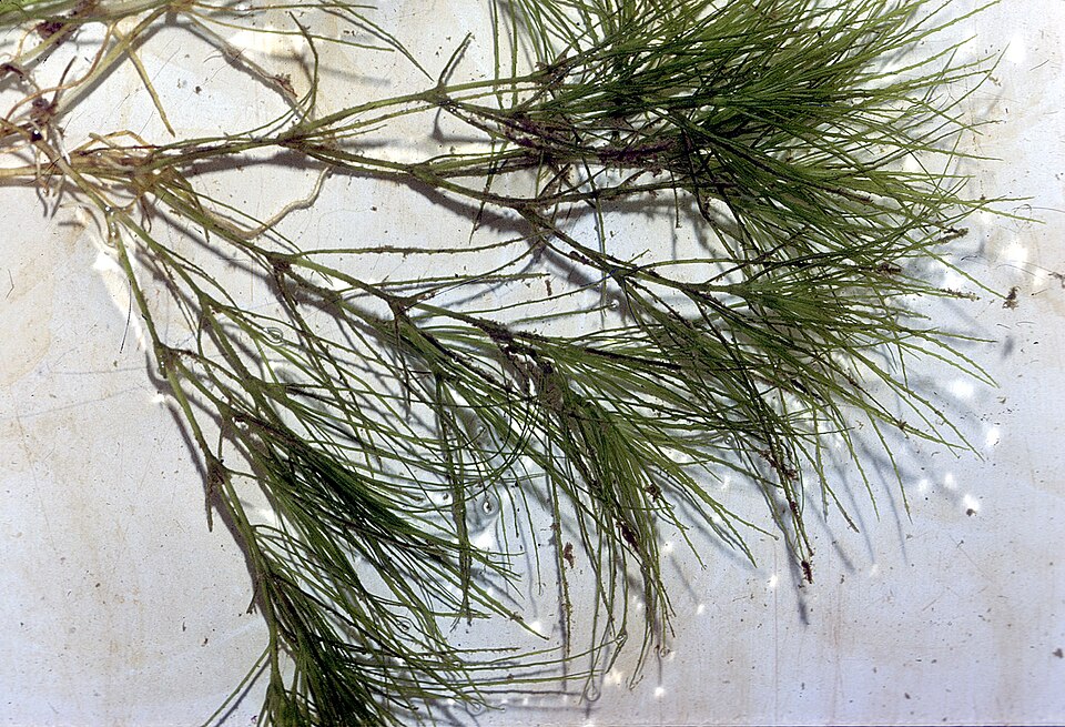 Najas minor — whole photograph
