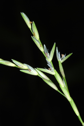 Arthraxon hispidus — flower photograph