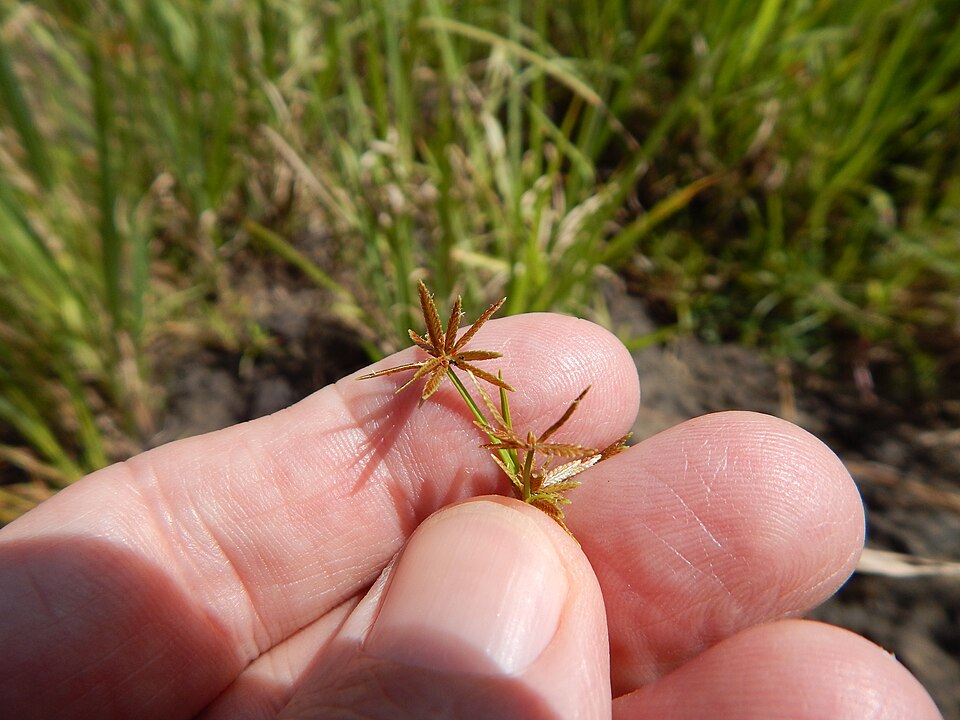 Cyperus haspan — fruit photograph