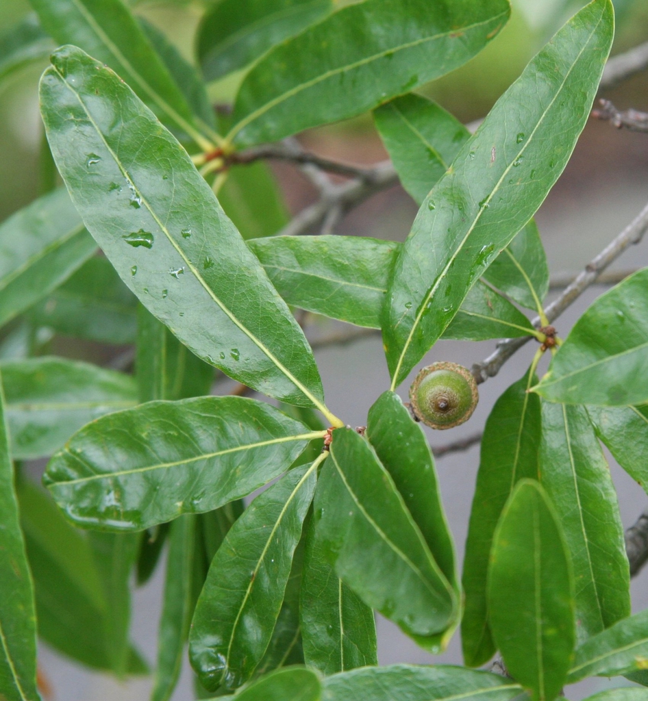 Quercus phellos — fruit photograph