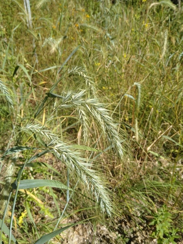 Elymus canadensis — fruit photograph