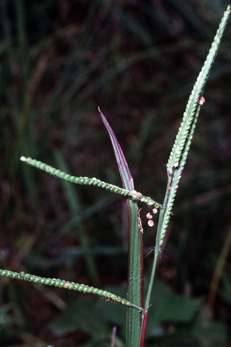 Paspalum laeve — flower photograph