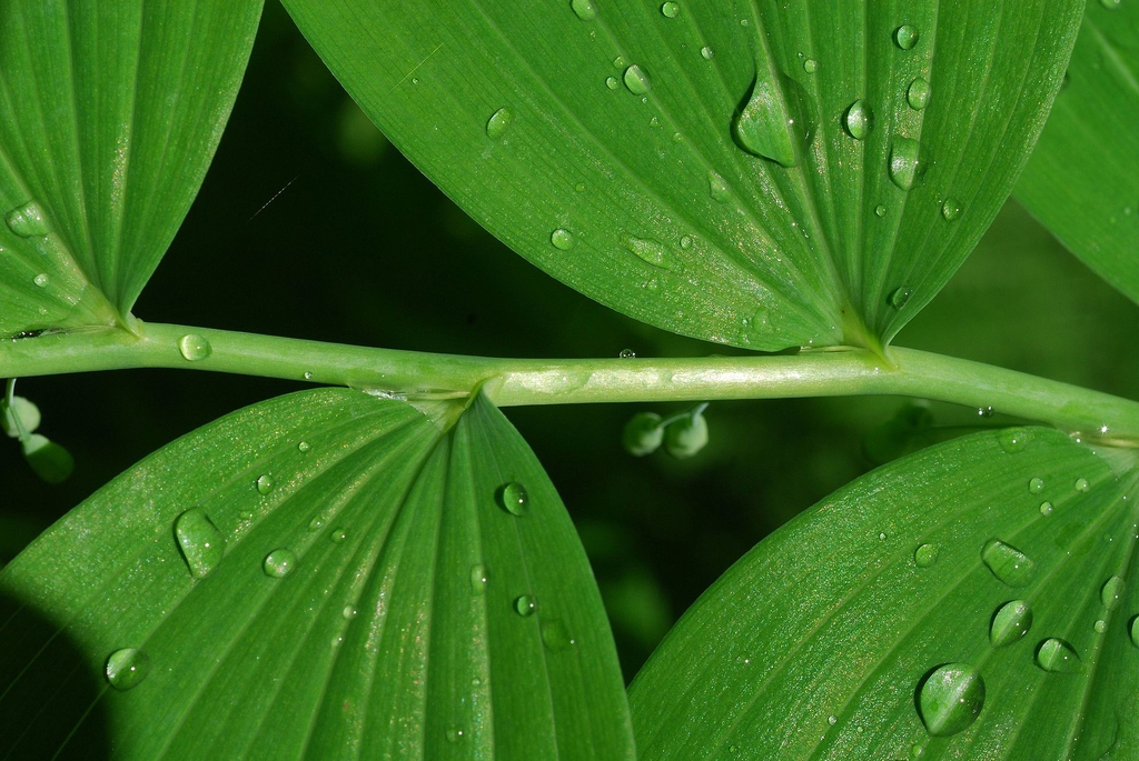 Polygonatum biflorum — leaf photograph