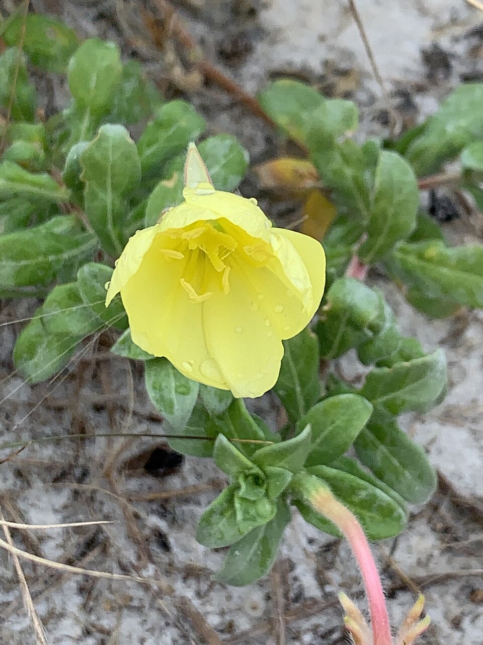 Oenothera humifusa — bloom photograph