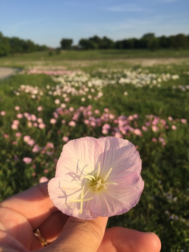 Oenothera speciosa — flower photograph