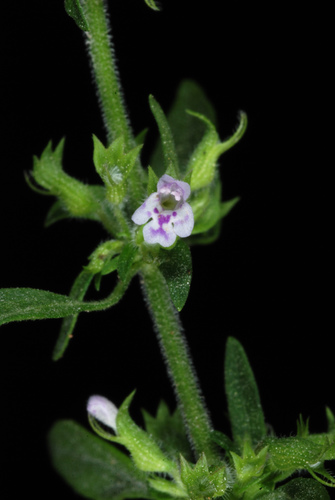 Hedeoma pulegioides — flower photograph