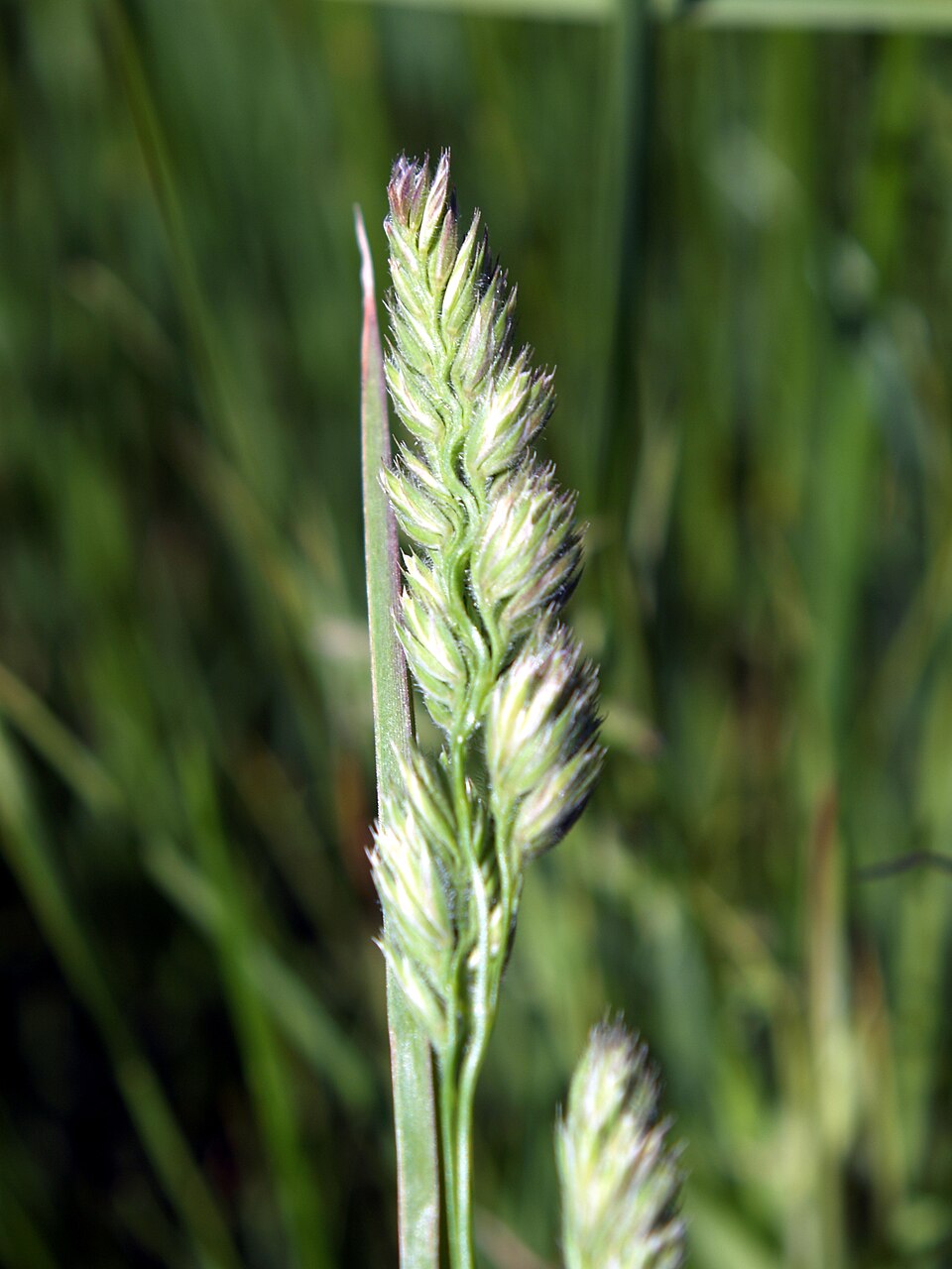 Muhlenbergia racemosa — fruit photograph