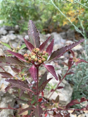 Euphorbia dentata — fruit photograph