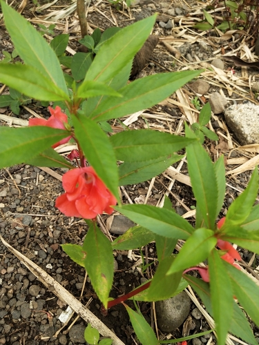 Impatiens balsamina — flower photograph