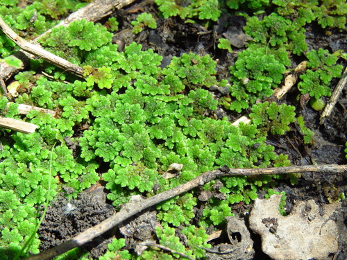 Azolla caroliniana — whole plant photograph