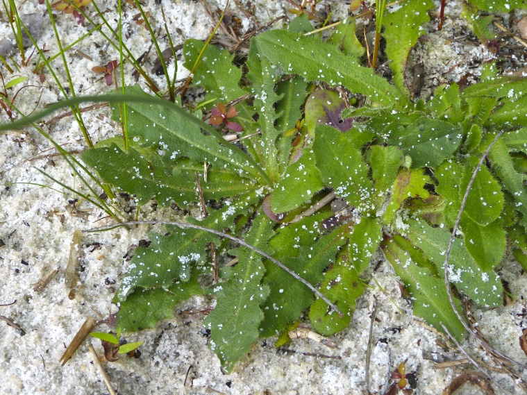 Hypochaeris radicata — leaf photograph