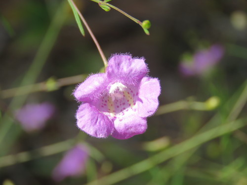 Agalinis gattingeri — flower photograph