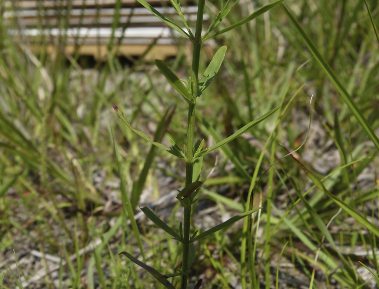 Hypericum canadense — leaf photograph