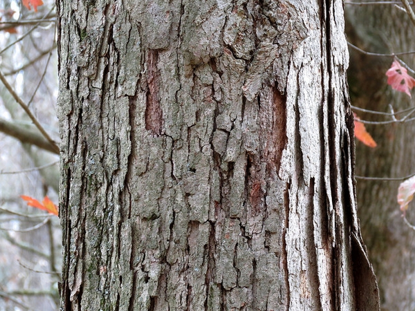 Quercus michauxii — bark photograph