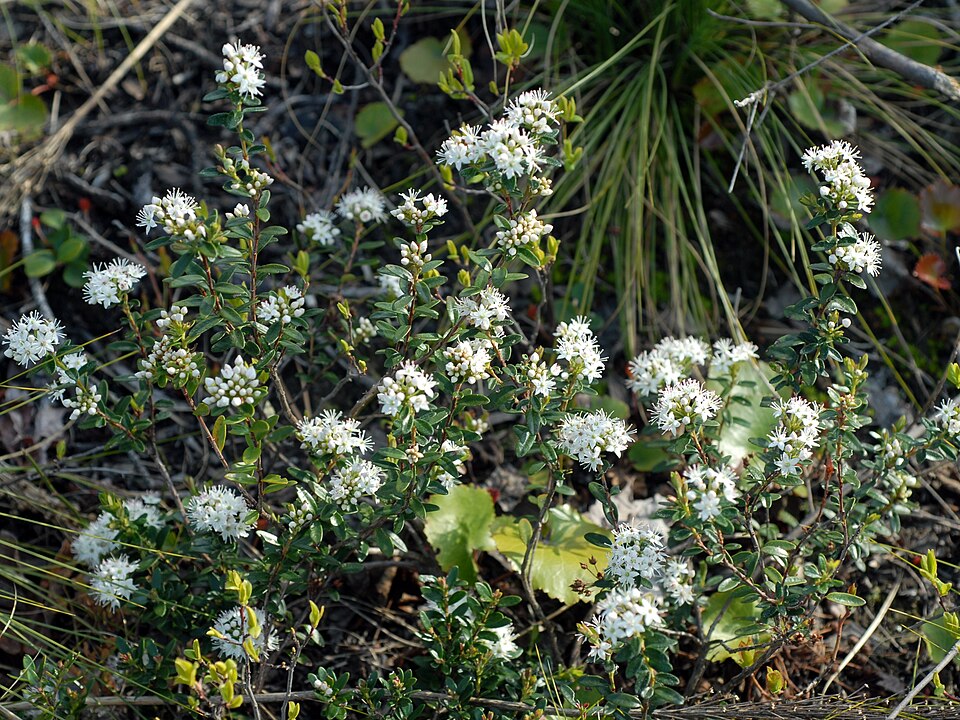 Kalmia buxifolia — bloom photograph