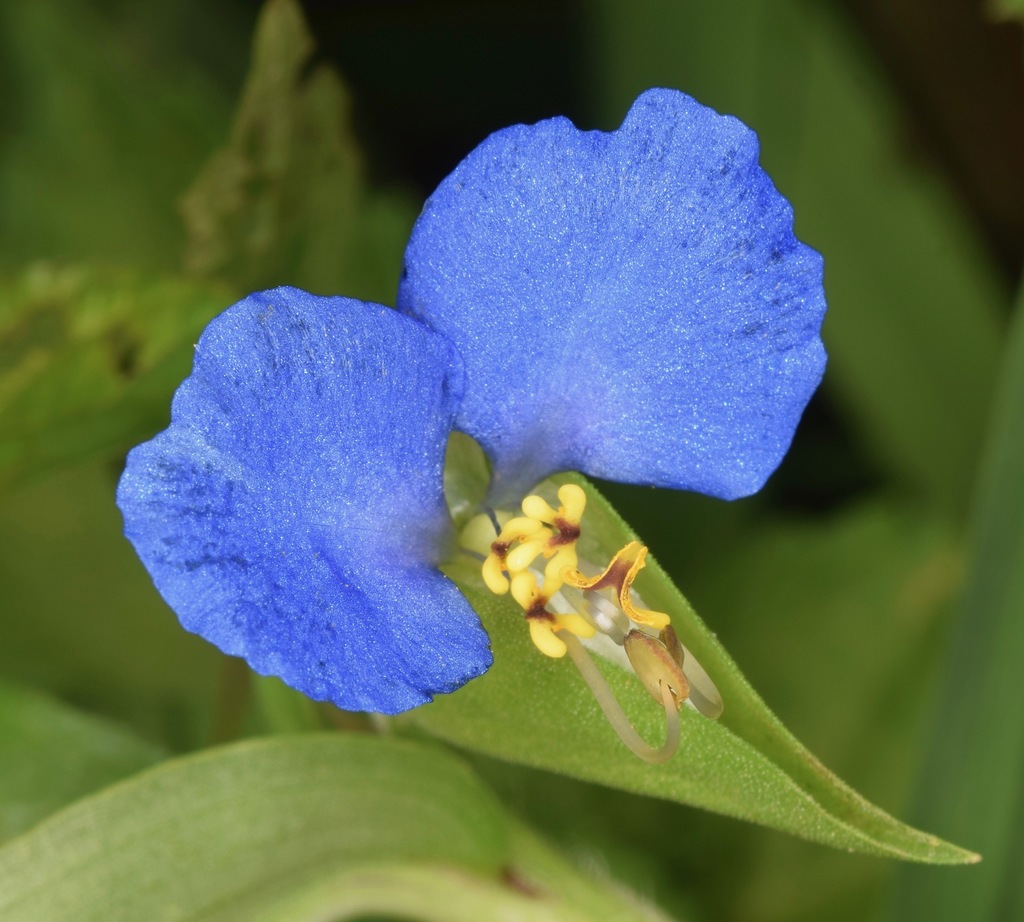 Commelina communis — bloom photograph