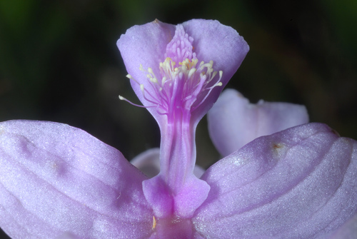 Calopogon oklahomensis — flower photograph