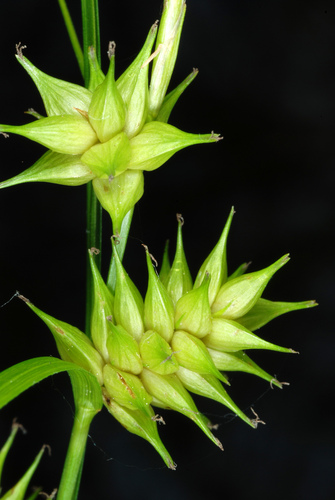 Carex elliottii — fruit photograph