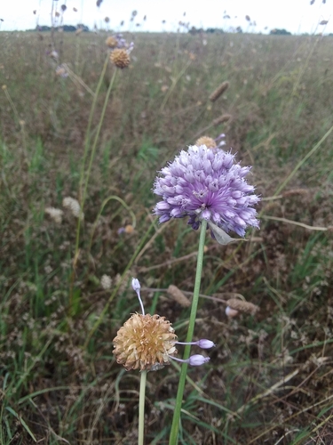 Allium vineale — flower photograph