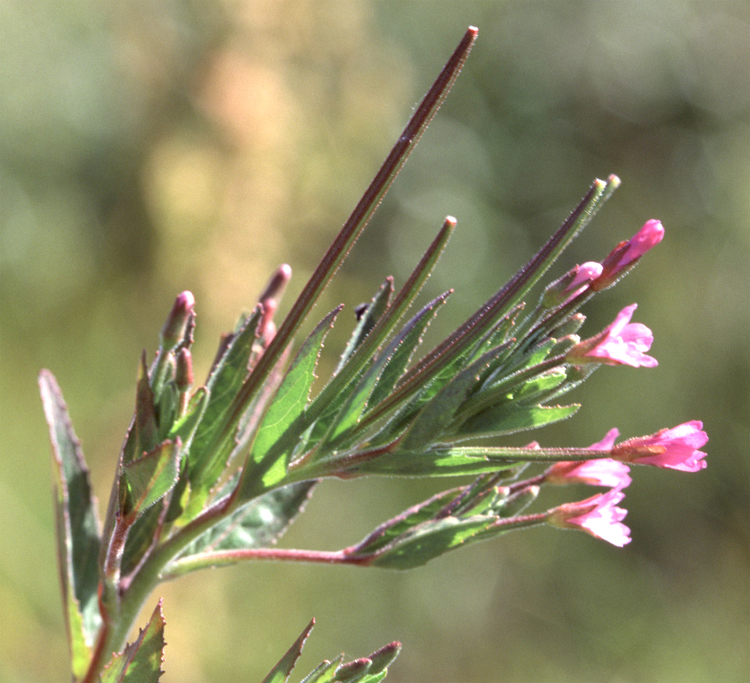 Epilobium ciliatum — bloom photograph