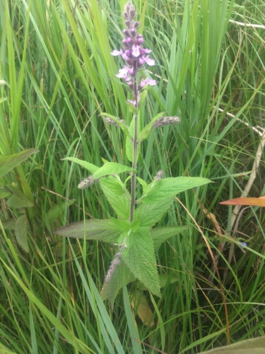 Teucrium canadense — flower photograph