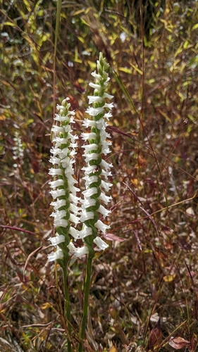 Spiranthes cernua — flower photograph