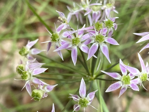 Allium keeverae — whole photograph