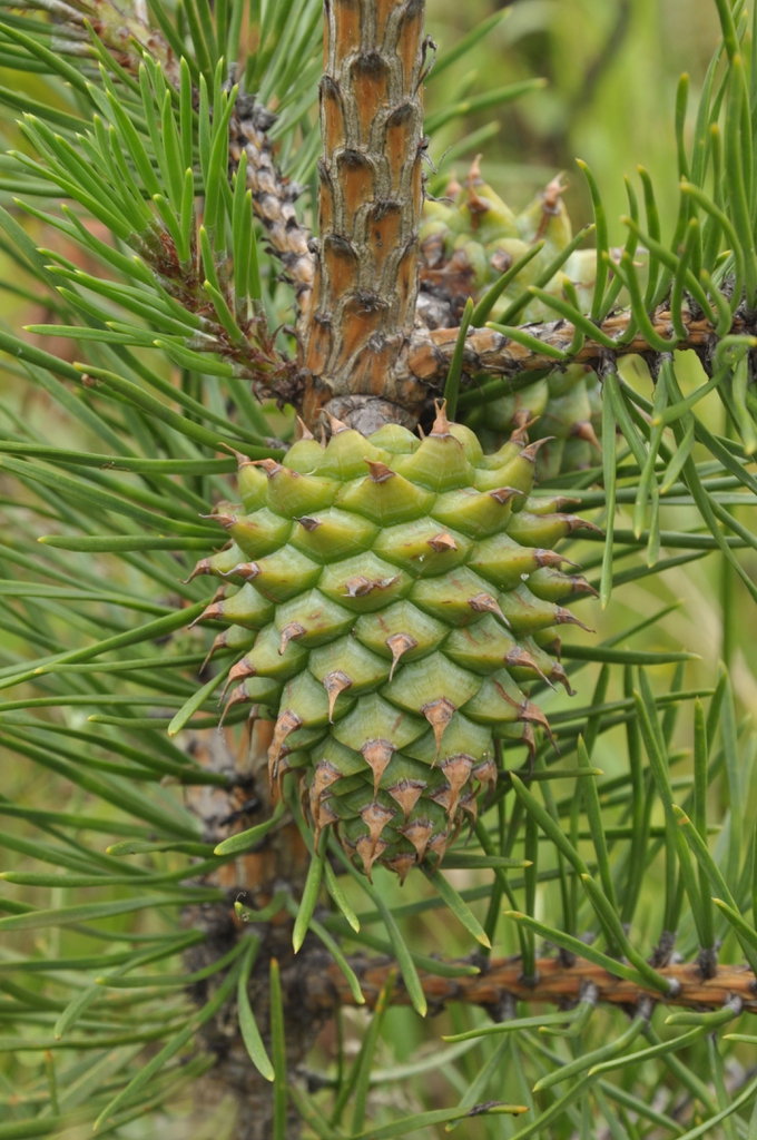 Pinus pungens — cone photograph