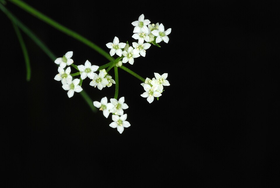 Spermolepis divaricata — flower photograph