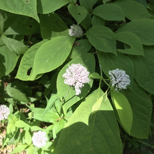 Marshallia trinervia — flower photograph
