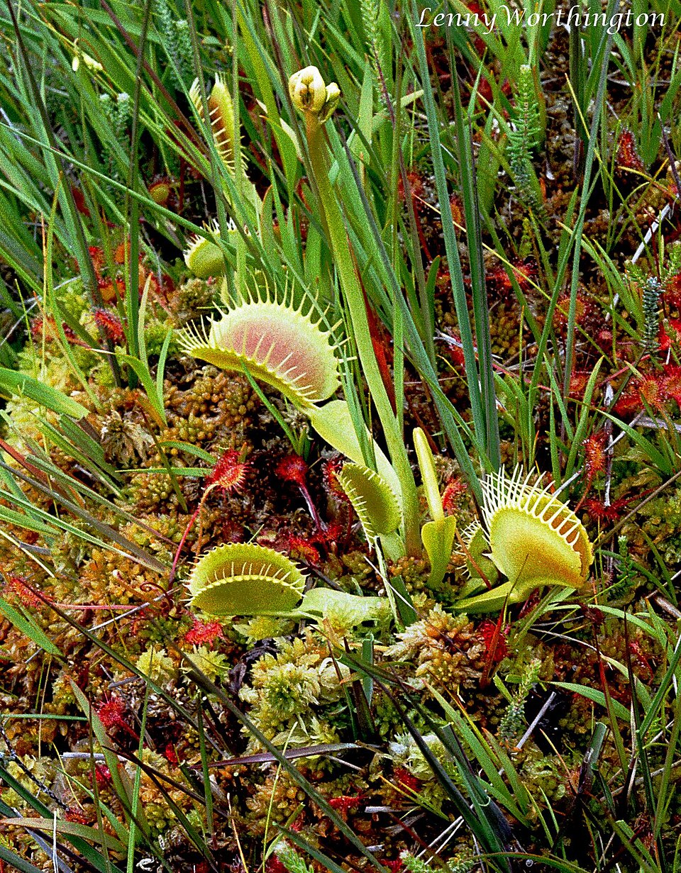 Dionaea muscipula — whole photograph