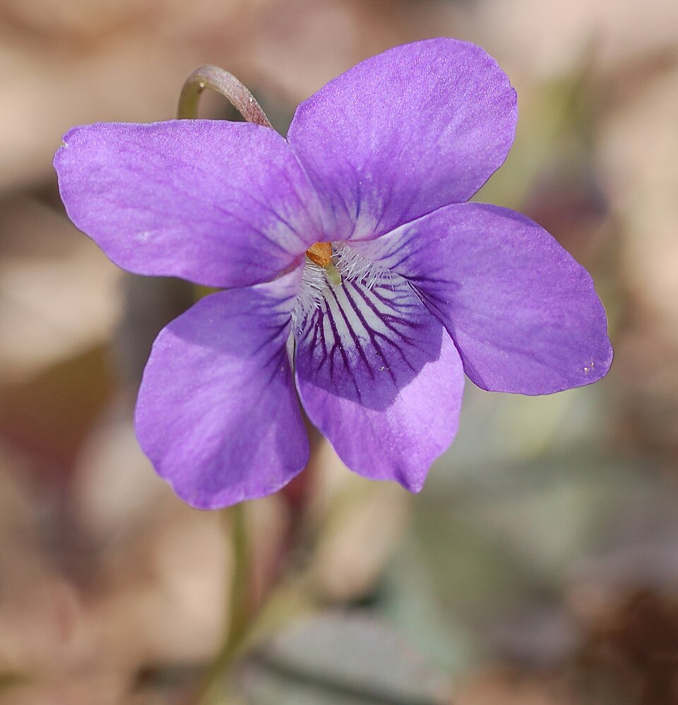 Viola labradorica — bloom photograph
