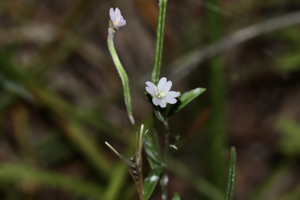 Epilobium leptophyllum — bloom photograph