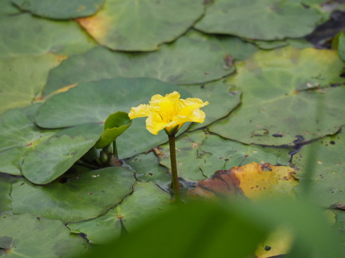 Nymphoides peltata — flower photograph