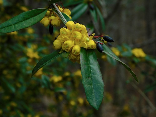 Berberis julianae — flower photograph