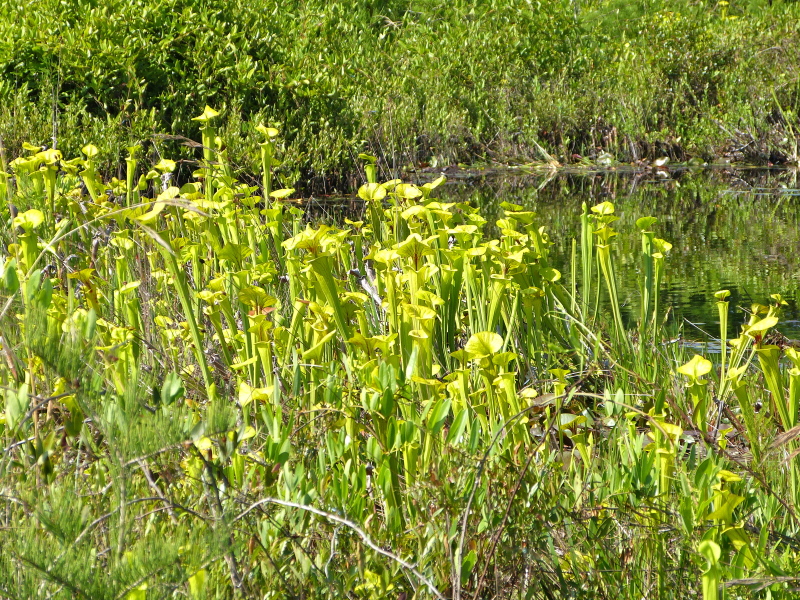 Sarracenia flava — whole photograph