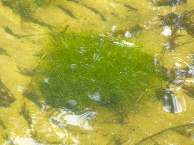 Eleocharis baldwinii — whole photograph