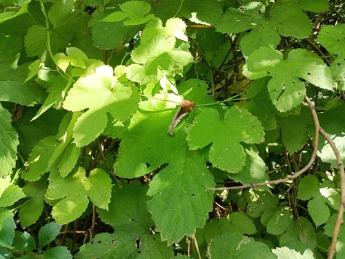 Humulus lupulus — foliage photograph
