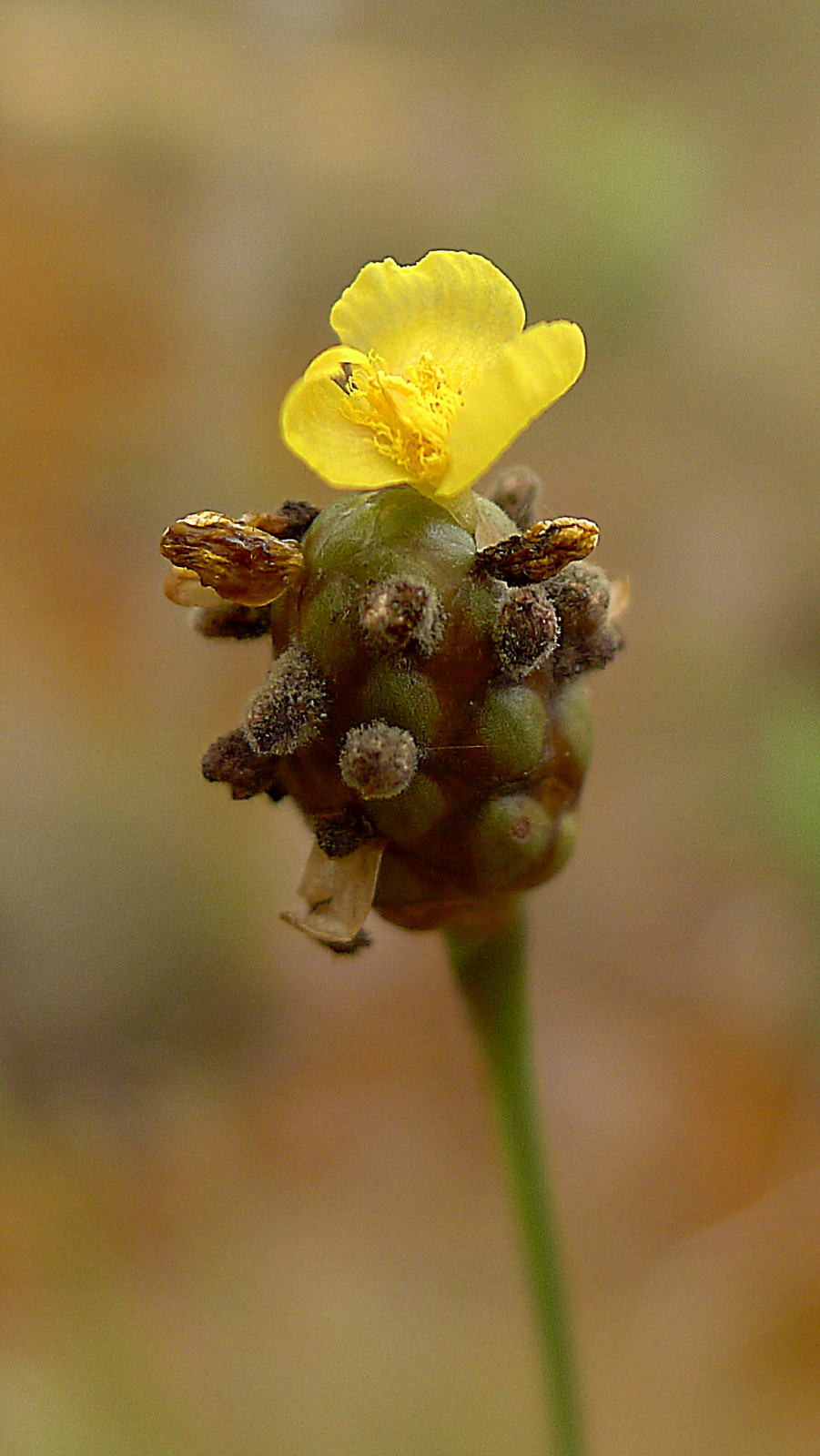 Xyris jupicai — flower photograph