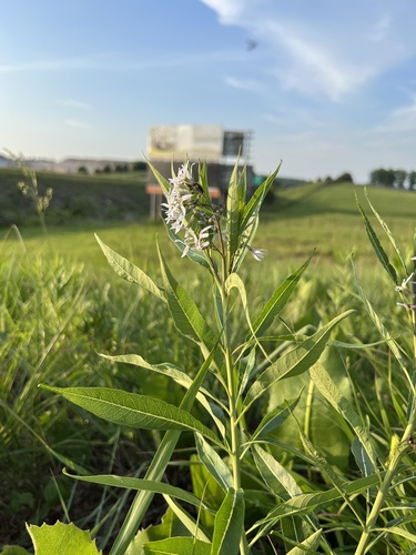 Amsonia illustris — whole plant photograph