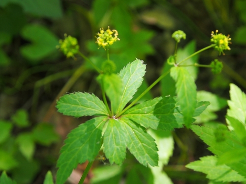 Sanicula odorata — flower photograph