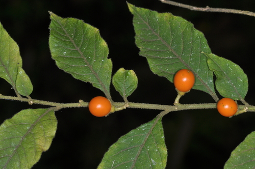 Solanum pseudocapsicum — fruit photograph