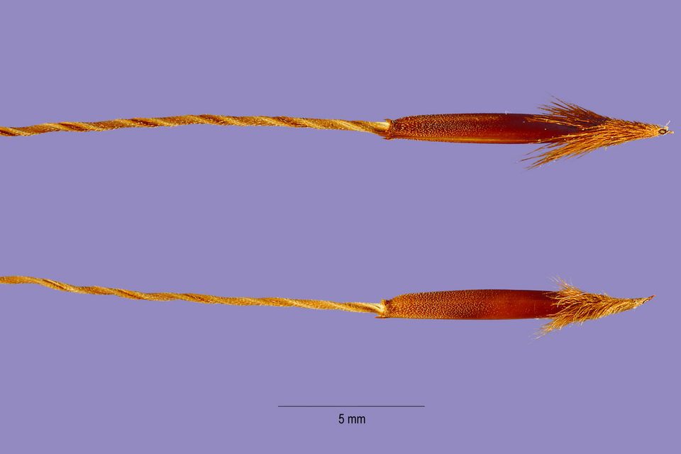 Piptochaetium avenaceum — seed photograph